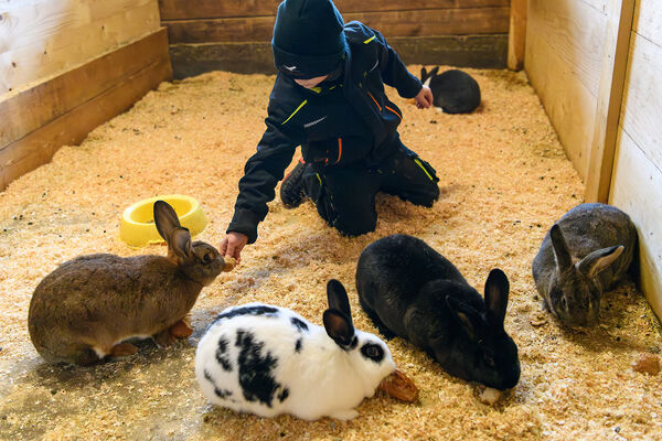 Hasenfamilie im Aussenbereich Ferienhof mit Streicheltieren im Bayerischen Wald